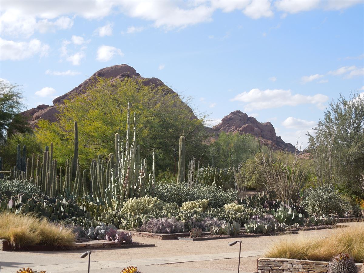 Designing a Water-Wise Desert Garden in Scottsdale